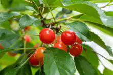 Fruchbar Bio Süßkirsche in Sorten 19 cm Topf, 100-125 cm hoch