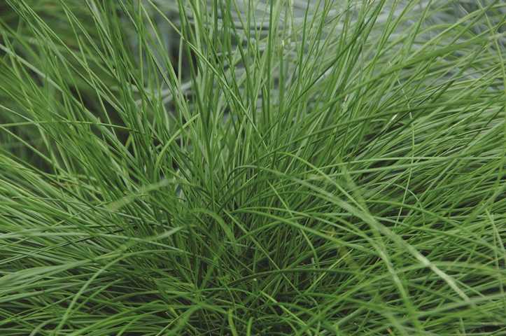 Bärenfellgras Festuca scoparia Green Form 17 cm Topf kaufen Globus