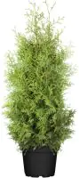 Lebensbaum Thuja occ. Brabant H 140-160 cm 12 Liter Container
