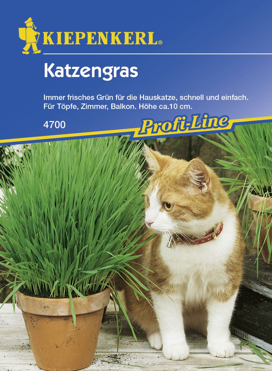 Kiepenkerl Katzengras - 10 Töpfe GLO693109018
