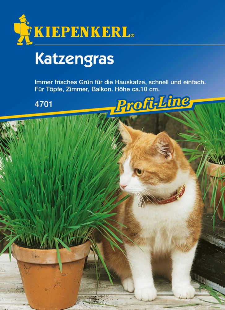 Kiepenkerl Saatgut Katzengras 10 Töpfe GLO693105553
