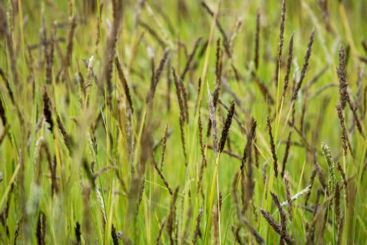 Pfeifengras Molinia arundinacea Black Arrows 23 cm Topf kaufen Globus