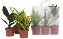 Grünpflanzenmix in Tragetasche verschiedene Sorten