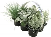 Silberner Herbst 6er Pack