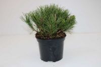 thuja tinktur warzen anwendung pedibaehr Podo Tinktur bei Warzen 30ml