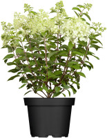 Lebensbaum Smaragd Thuja occidentalis H 80 - 100 cm 7,5 L Container kaufen  | Globus Baumarkt