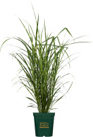 Lebensbaum Thuja occ. Smaragd 120-140 cm 9,5 Liter Container kaufen | Globus  Baumarkt