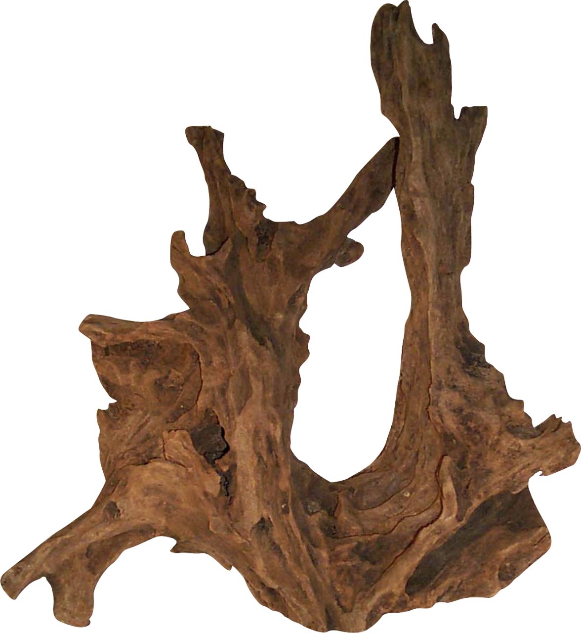 Orbit Mangrovenwurzel large GLO689502578