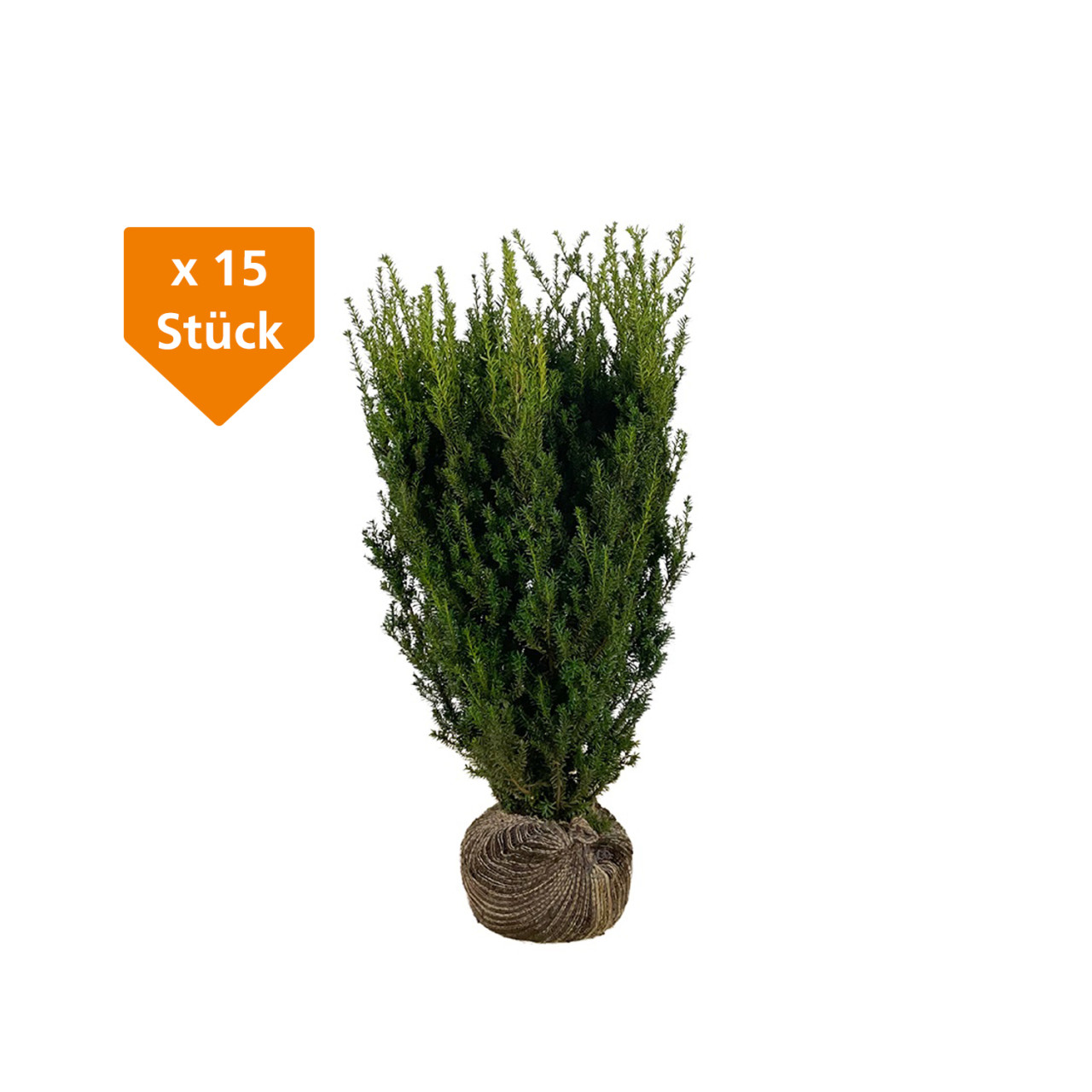 Bechereibe Hilli Taxus media hillii H 100 - 120 cm, 15 Stück