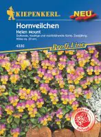 Kiepenkerl Hornveilchen Helen Mount