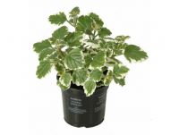 Lebensbaum Smaragd Thuja occidentalis H 80 - 100 cm 7,5 L Container kaufen  | Globus Baumarkt