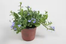 Beet- und Balkonpflanzen Männertreu Lobelia H 15 cm 10,5 cm Topf