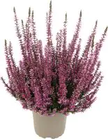 Heidekraut Calluna Garden Girls Uni 11 cm Topf