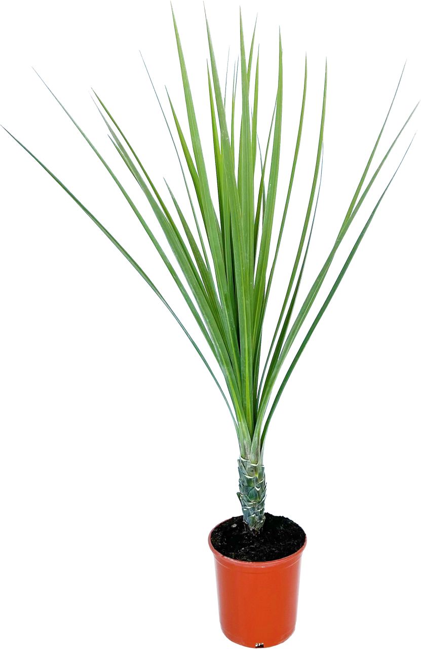 Pflanzen Palmenmix H ca 160 cm 30 cm Topf GLO684107342