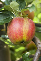 Obstbäume günstig online kaufen Globus Baumarkt
