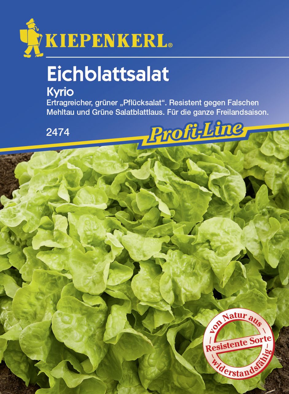 Kiepenkerl Eichblattsalat Kyrio ca. 150 Pflanzen GLO693108933