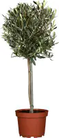 Olivenbaum Olea Europaea H ca 90 cm 21 cm Topf