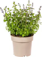 Katzenminze Nepeta faassenii Purrsian Blue 19 cm Topf