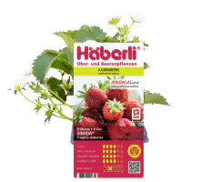 Fragaria × ananassa Simida Häberli-Erdbeere 4er Set