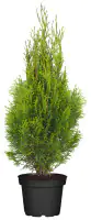 Lebensbaum Thuja occ. Smaragd H 100-120 cm 5 L Container