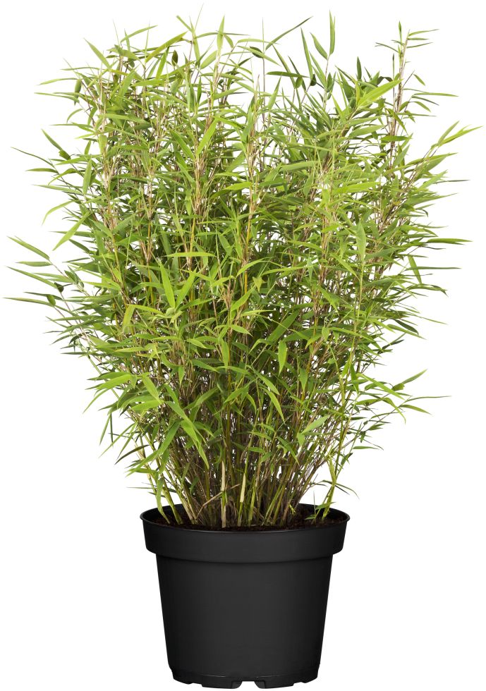 Babus Rufa - Winterharter Heckenbabus Ohne Ausläufer - Containerpflanzen 60-80 C