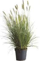 Lampenputzergras 3,5 L Container, 60- 80 cm hoch