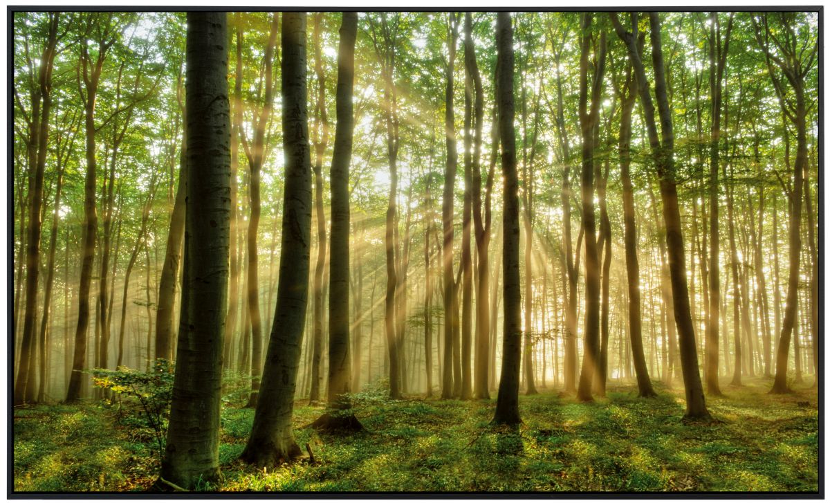 papermoon Infrarotheizkörper EcoHeat 60x120 cm 1000 Watt, Wald Morgensonne