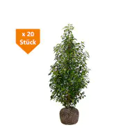 Portugiesische Kirschlorbeer Prunus ang. Lusitanica H 100 - 120 cm, 20 Stück