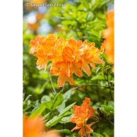 rhododendron tee wirkung Rhododendron Dünger - Mineralischer NPK Flüssigdünger mit Stickstoff main image 1