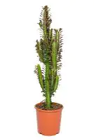 Wolfsmilchkaktus Trigona Rubra H ca. 60 cm 17 cm Topf