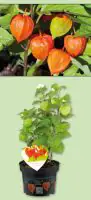 Lampionblume Physalis alkekengi var. Franchetii 23 cm Topf