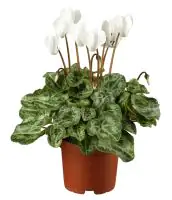 Alpenveilchen Cyclamen Verano H ca 35 cm 10,5 cm Topf