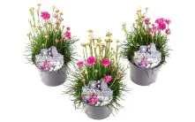 Grasnelken Armeria Twins H ca. 20 cm 13 cm Topf