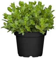 Mediterrane Gewürzkräuter Minze Mentha Piperita H 25 cm 14 cm Topf
