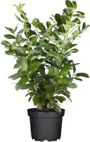 Kaukasischer Kirschlorbeer Caucasica 3 L Container