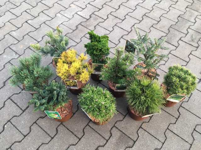 Pflanzen Koniferen Veredlungen 15-20 cm 2 L Container GLO684203257