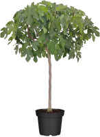 Olivenbaum Olea Europaea H ab 160 cm 35 L Container kaufen | Globus Baumarkt