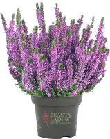 Calluna Beauty Ladies Uni 11 cm Topf