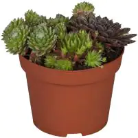Hauswurz Sempervivum Mix Trio 13 cm Topf