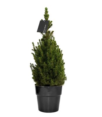Pflanzen Zuckerhutfichte getopft ca. 110 - 120 cm GLO684203172