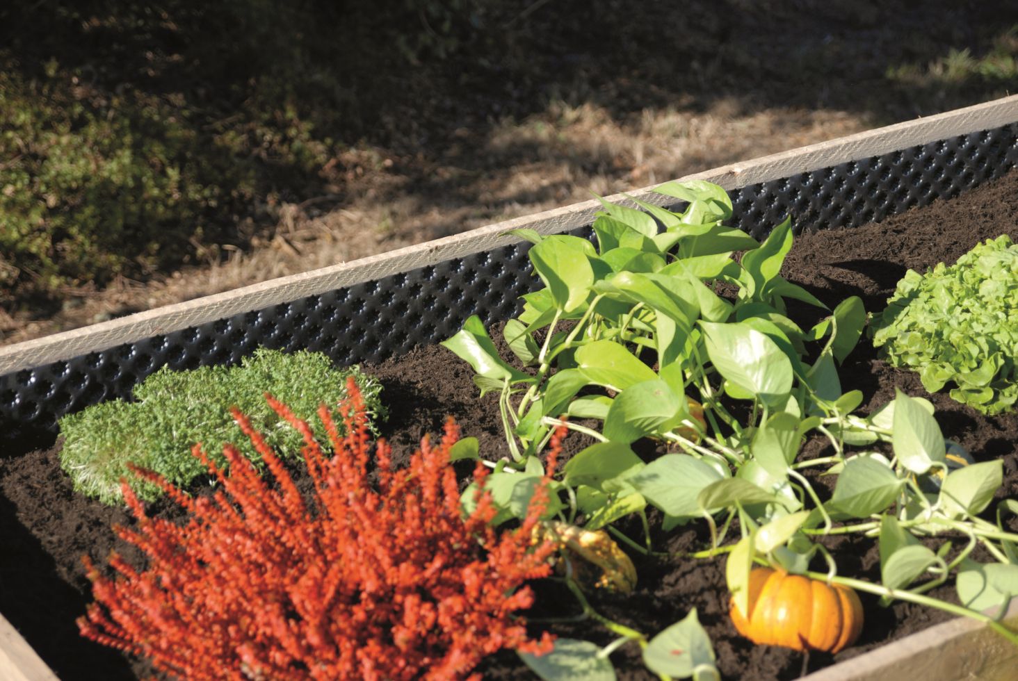 Gutta Noppenbahn 90 x 650 cm, ideal für Hochbeete kaufen Globus Baumarkt