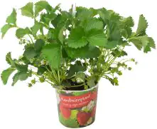 Erbeere Fragaria 21 cm Topf
