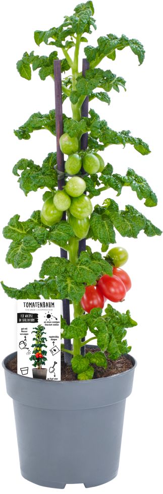 Vertikaler Gemüsegarten Tomate 13 cm Topf kaufen Globus Baumarkt