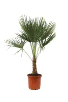 Trachycarpus Fortunei, Hanfpalme 30cm Topf