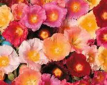 Farbenfrohe Blumenbeete Stockrose 6er-Pack