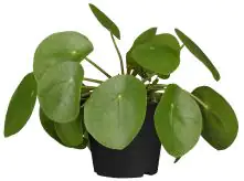 Ufopflanze Pilea Peperomioides H ca. 20 cm 13 cm Topf
