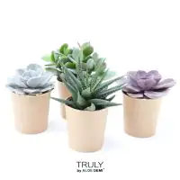 Sukkulenten 4-Pack Mix H ca. 5,5 cm 12 cm