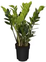 Glücksfeder Zamioculcas Zamiifolia H 60 cm 17 cm Topf