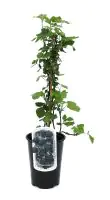 Beerenobst Brombeere 3 L Container