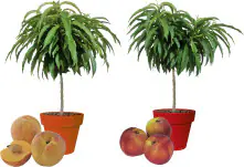 Zwergobst in Sorten Nektarine oder Pfirsich H 70-100 cm, 5 Liter Container 